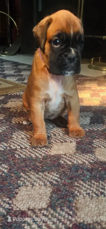 100% European Fawn  Female  Amazing  – Boxer puppy for sale in Brownsville, TN
