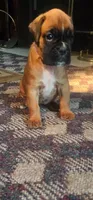 100% European Fawn  Female  Amazing , a female Boxer for sale in Brownsville, TN – 1 of 9