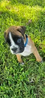 New litter coming March  , a  Boxer for sale in Brownsville, TN – Photo 8 of 9