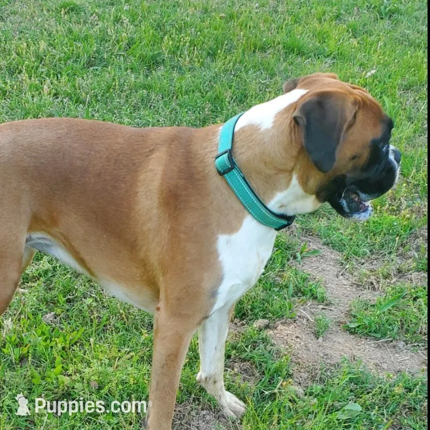 New litter coming March  