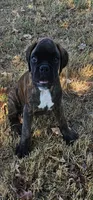 New litter coming March  , a  Boxer for sale in Brownsville, TN – Photo 7 of 9