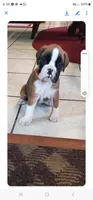 New litter coming March  , a  Boxer for sale in Brownsville, TN – Photo 5 of 9