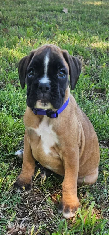 100% European Fawn Female   – Boxer puppy for sale in Brownsville, TN