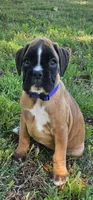 100% European Fawn Female  Pending, a female Boxer for sale in Brownsville, TN – 1 of 7