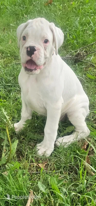 100% European Male  Last pup of Litter  – Boxer puppy for sale in Brownsville, TN