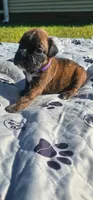 100% European Brindle Female  Heath Tested  , a female Boxer for sale in Brownsville, TN – Photo 3 of 10