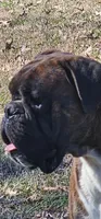 100% European Brindle Female  Heath Tested  , a female Boxer for sale in Brownsville, TN – Photo 7 of 10