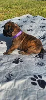 100% European Brindle Female  Heath Tested  , a female Boxer for sale in Brownsville, TN – Photo 5 of 10
