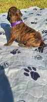 100% European Brindle Female  Heath Tested  , a female Boxer for sale in Brownsville, TN – Photo 4 of 10