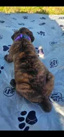 100% European Brindle Female  Heath Tested  , a female Boxer for sale in Brownsville, TN – Photo 2 of 10