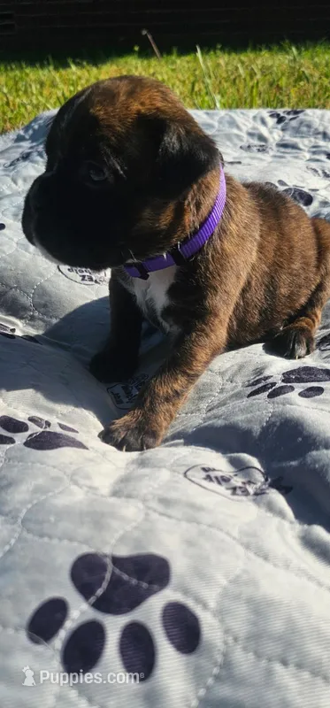 100% European Brindle Female  Heath Tested   – Boxer puppy on hold in Brownsville, TN