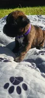 100% European Brindle Female  Heath Tested  , a female Boxer for sale in Brownsville, TN – Photo 1 of 10