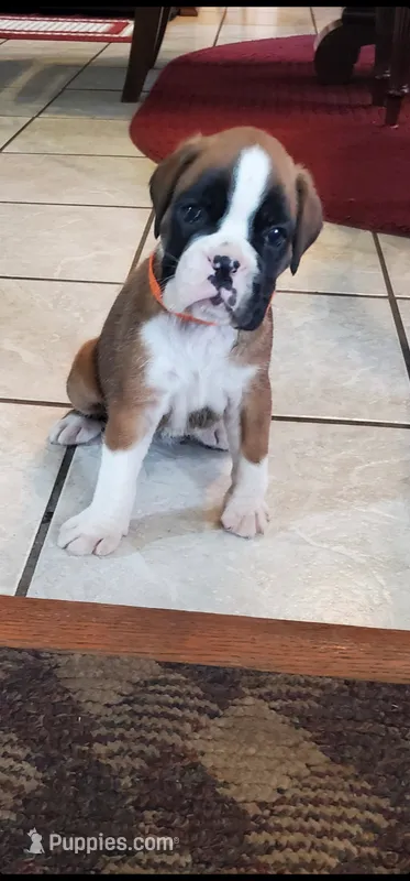Waiting List For 100% European Flashy Fawn  8-9-2026 – Boxer puppy for sale in Brownsville, TN