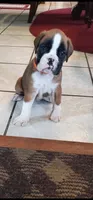 Waiting List For 100% European Flashy Fawn  8-9-2026, a male Boxer for sale in Brownsville, TN – 1 of 5