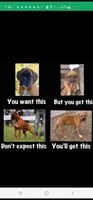 Waiting List For 100% European Flashy Fawn  8-9-2026, a male Boxer for sale in Brownsville, TN – 5 of 5
