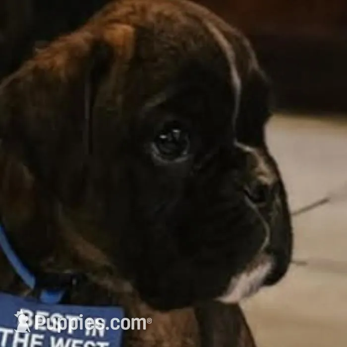 New litter coming March  