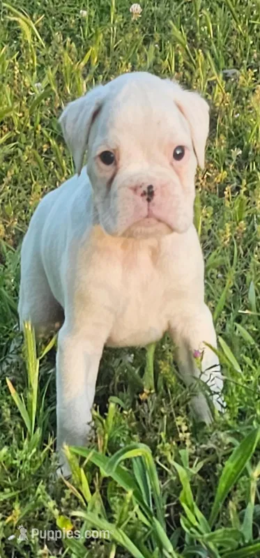 100% European White Male  Yellow Collar – Boxer puppy for sale in Brownsville, TN