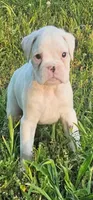 100% European White Male  Yellow Collar, a male Boxer for sale in Brownsville, TN – 1 of 10