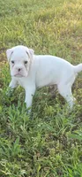 100% European White Male  Yellow Collar, a male Boxer for sale in Brownsville, TN – 2 of 10
