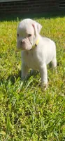 100% European White Male  Yellow Collar, a male Boxer for sale in Brownsville, TN – 3 of 10