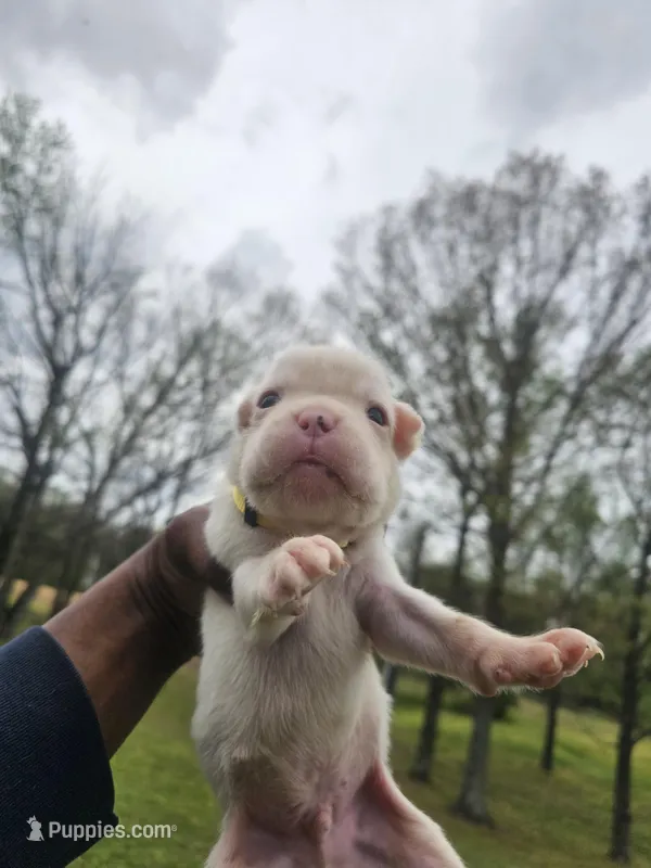 100% European White Male  Yellow Collar – Boxer puppy for sale in Brownsville, TN