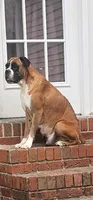 100% European White Male  Yellow Collar, a male Boxer for sale in Brownsville, TN – 5 of 10