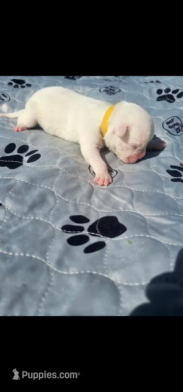 100% European White Male  Yellow Collar – Boxer puppy for sale in Brownsville, TN