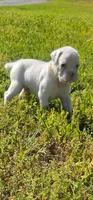 100% European White Male  Yellow Collar, a male Boxer for sale in Brownsville, TN – 6 of 10