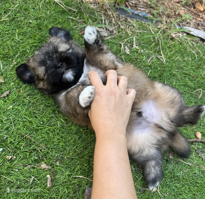 Browny – Pomeranian, Shih Tzu puppy for sale in Canton, GA