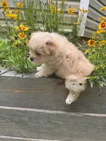 Fluffy, a male Pomeranian and Shih Tzu for sale in Canton, GA – 2 of 5