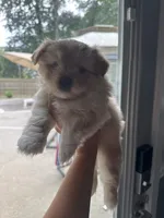 Caramel , a female Pomeranian and Shih Tzu for sale in Canton, GA – 3 of 5