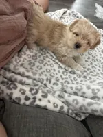 Biscuit, a female Pomeranian and Shih Tzu for sale in Canton, GA – 4 of 5