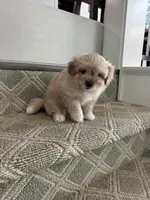 Biscuit, a female Pomeranian and Shih Tzu for sale in Canton, GA – 5 of 5