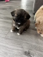 Browny, a male Pomeranian and Shih Tzu for sale in Canton, GA – 3 of 7