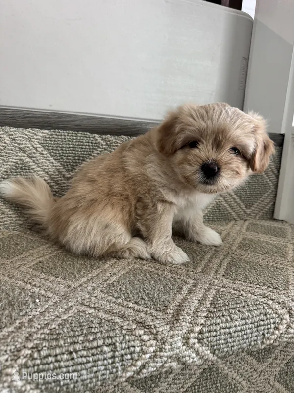 Biscuit – Pomeranian, Shih Tzu puppy for sale in Canton, GA
