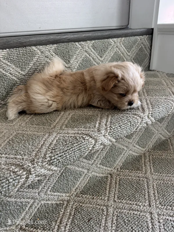 Fluffy – Pomeranian, Shih Tzu puppy for sale in Canton, GA