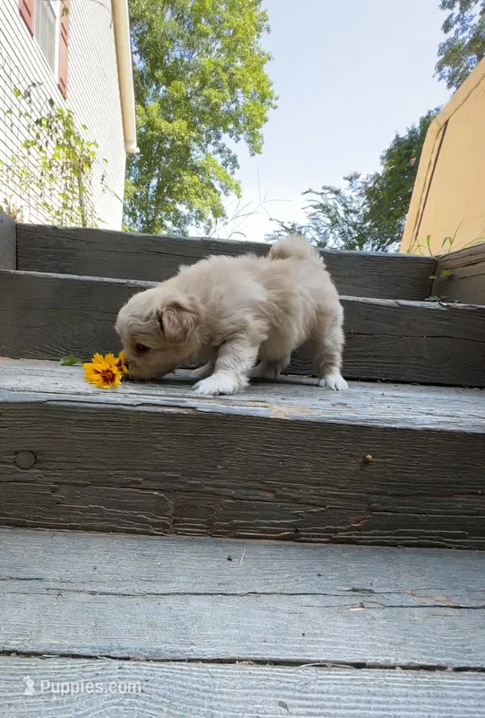 Fluffy – Pomeranian, Shih Tzu puppy for sale in Canton, GA