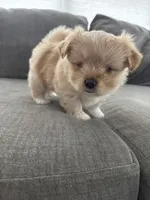 Caramel , a female Pomeranian and Shih Tzu for sale in Canton, GA – 2 of 5