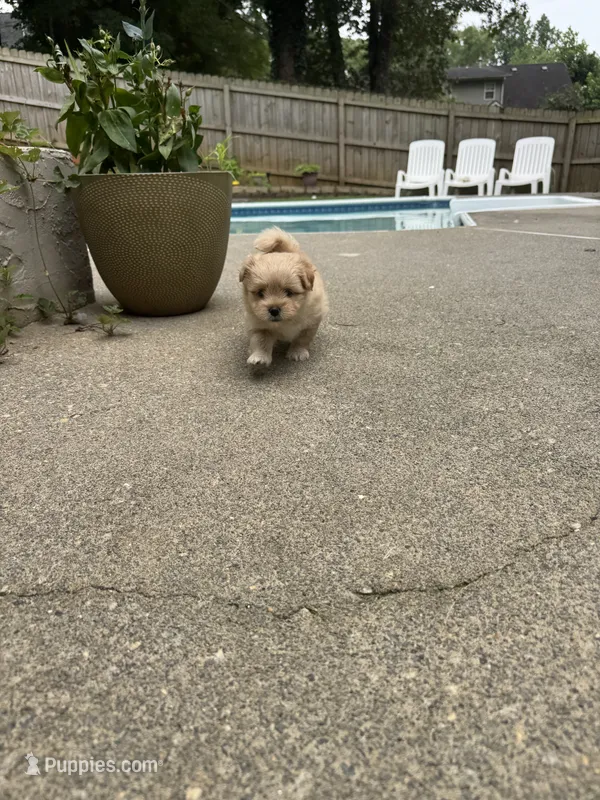Fluffy – Pomeranian, Shih Tzu puppy for sale in Canton, GA