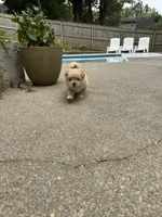 Fluffy, a male Pomeranian and Shih Tzu for sale in Canton, GA – 1 of 5