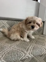 Biscuit, a female Pomeranian and Shih Tzu for sale in Canton, GA – 2 of 5