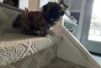 Browny, a male Pomeranian and Shih Tzu for sale in Canton, GA – 2 of 7