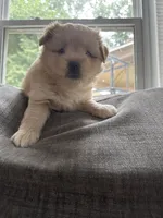 Fluffy, a male Pomeranian and Shih Tzu for sale in Canton, GA – 3 of 5