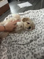 Biscuit, a female Pomeranian and Shih Tzu for sale in Canton, GA – 3 of 5