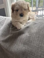 Biscuit, a female Pomeranian and Shih Tzu for sale in Canton, GA – 1 of 5