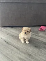 Biscuit, a female Pomeranian and Shih Tzu for sale in Canton, GA – 3 of 5