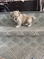 Biscuit, a female Pomeranian and Shih Tzu for sale in Canton, GA – 2 of 5