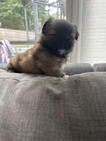 Browny, a male Pomeranian and Shih Tzu for sale in Canton, GA – 6 of 7