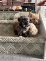 Browny, a male Pomeranian and Shih Tzu for sale in Canton, GA – 5 of 7