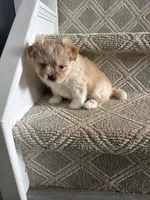 Caramel , a female Pomeranian and Shih Tzu for sale in Canton, GA – 4 of 5